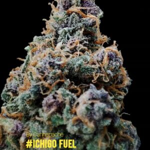 Fleur de CBD Ichigo Fuel